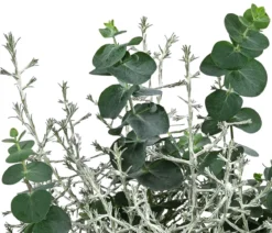 Pflanzen-Duo Herbstfrische