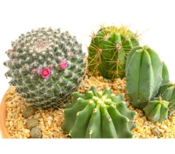 Pflanzenmix Kakteen-Quartett - Cactaceae, 4 Pflanzen in Schale