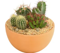 Pflanzenmix Kakteen-Quartett - Cactaceae, 4 Pflanzen in Schale