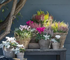 Pflanzen-Trio Herbsthexe, verschiedene Farben