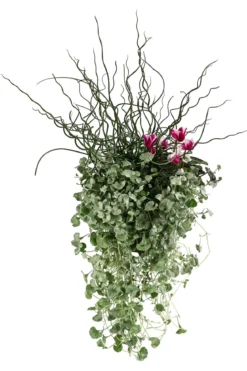 Pflanzen-Trio Herbsthexe, verschiedene Farben