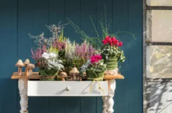 Pflanzen-Trio Herbsthexe, verschiedene Farben