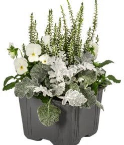 Pflanzen-Trio Herbstschmuck, verschiedene Farben