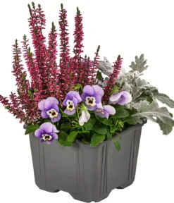 Pflanzen-Trio Herbstschmuck, verschiedene Farben