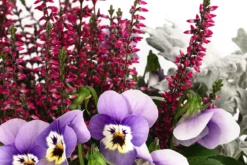 Pflanzen-Trio Herbstschmuck, verschiedene Farben