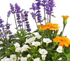 Pflanzen-Trio Sonnenglück