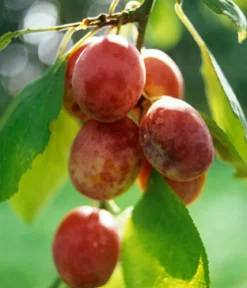 Pflaume 'Königin Viktoria'