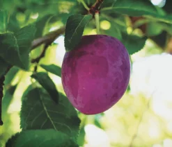 Pflaume 'Königin Viktoria'