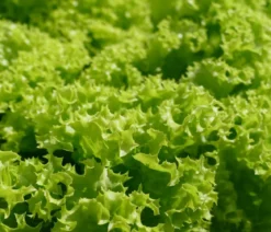 Pflücksalat 'Lollo Bionda', lausresistent, 12er Schale