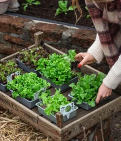 Pflücksalat 'Lollo Bionda', lausresistent, 12er Schale