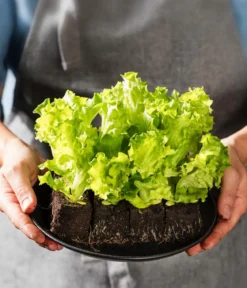 Pflücksalat 'Lollo Bionda', lausresistent, 12er Schale