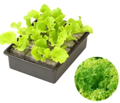 Pflücksalat 'Lollo Bionda', lausresistent, 12er Schale