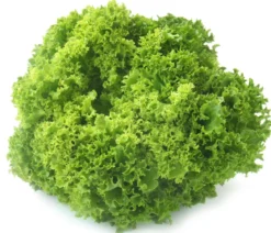 Pflücksalat 'Lollo Bionda', lausresistent, 12er Schale