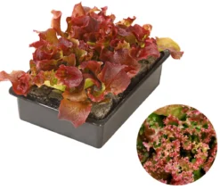 Pflücksalat 'Lollo Rosso', lausresistent, 12er Schale