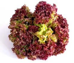 Pflücksalat 'Lollo Rosso', lausresistent, 12er Schale