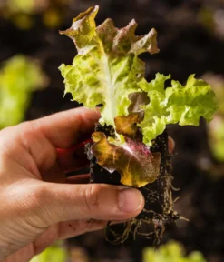 Pflücksalat 'Lollo Rosso', lausresistent, 12er Schale