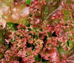 Pflücksalat 'Lollo Rosso', lausresistent, 12er Schale