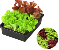 Pflücksalat-Mix, 12er Schale
