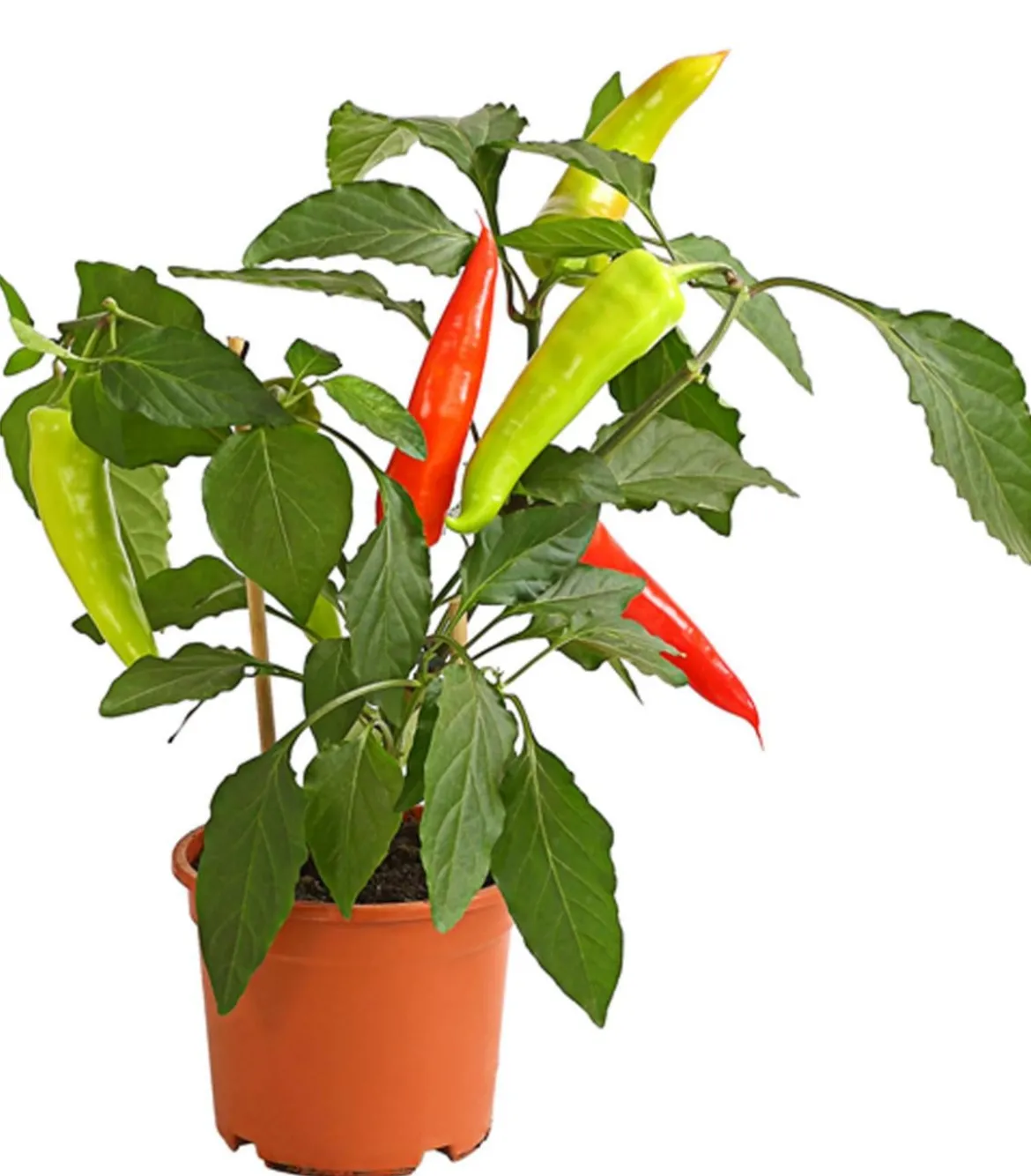Pick-a-Hot Pep® Peperoni