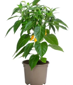 Pick-a-Hot Pep® Peperoni