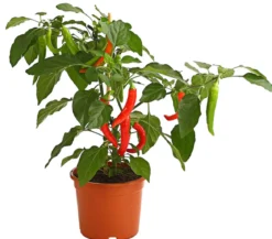 Pick-a-Hot Pep® Peperoni