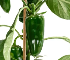 Pick-a-Pep® Chili 'Jalapeño'