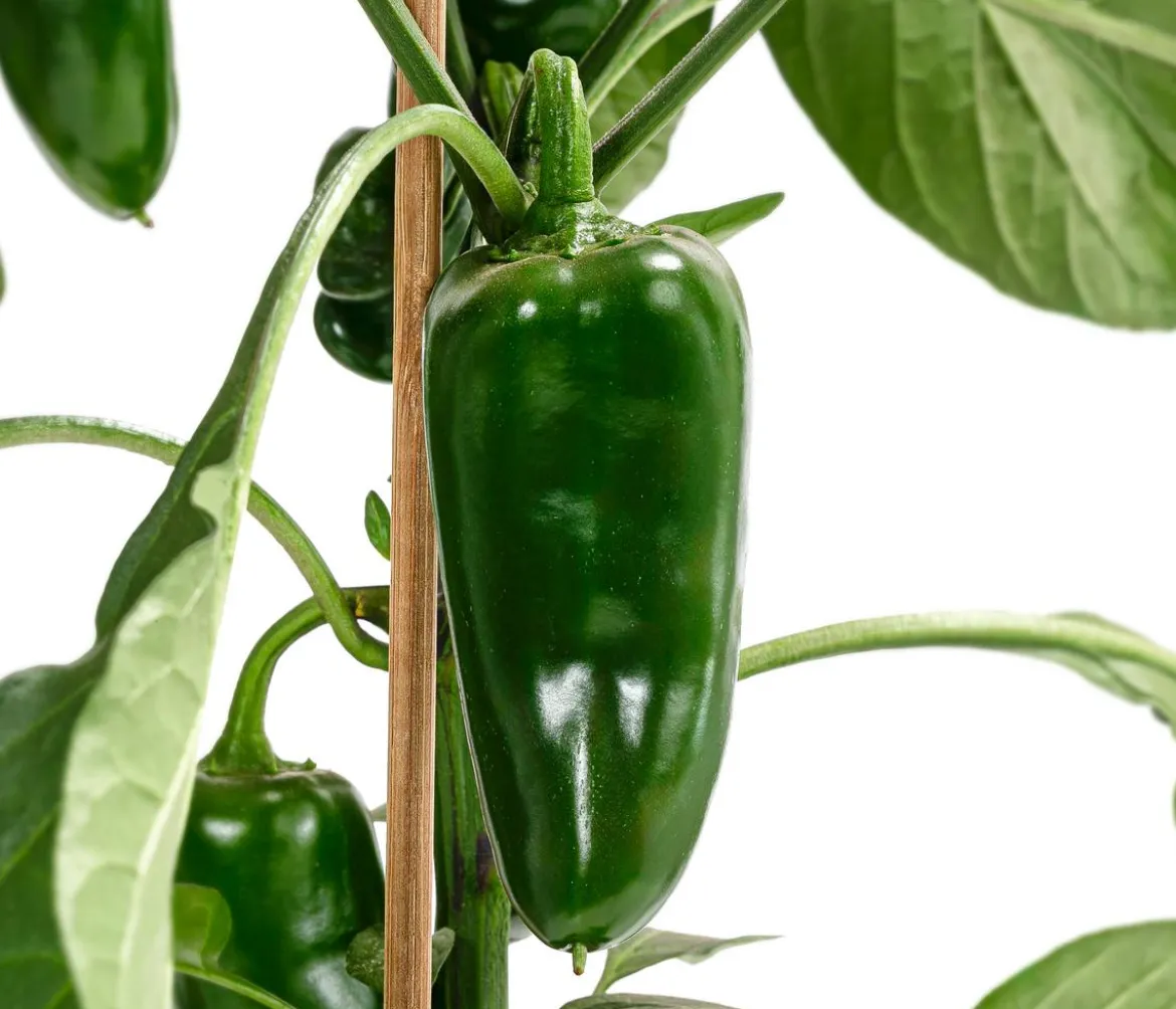Pick-a-Pep® Chili 'Jalapeño'