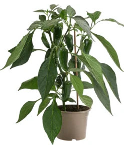 Pick-a-Pep® Chili 'Jalapeño'