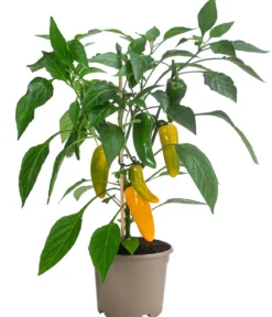 Pick-a-Pep® Paprika