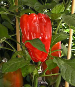 Pick-a-Pep® Paprika