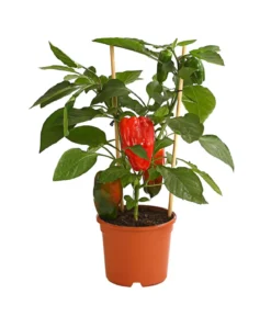 Pick-a-Pep® Paprika