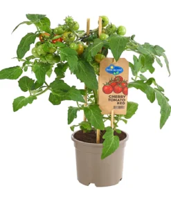 Pick-a-Tom® Cherrytomate