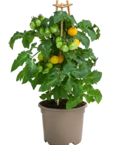 Pick-a-Tom® Cocktailtomate 'Candy'