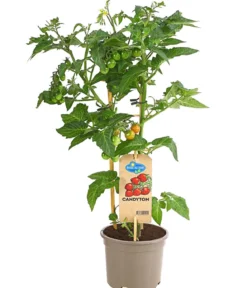Pick-a-Tom® Cocktailtomate 'Candy'