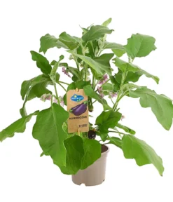 Pick-&-Joy® Aubergine