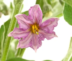 Pick-&-Joy® Aubergine