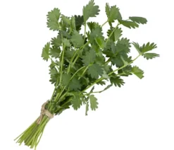 Pimpinelle