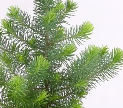 Pinie 'Silver Crest'
