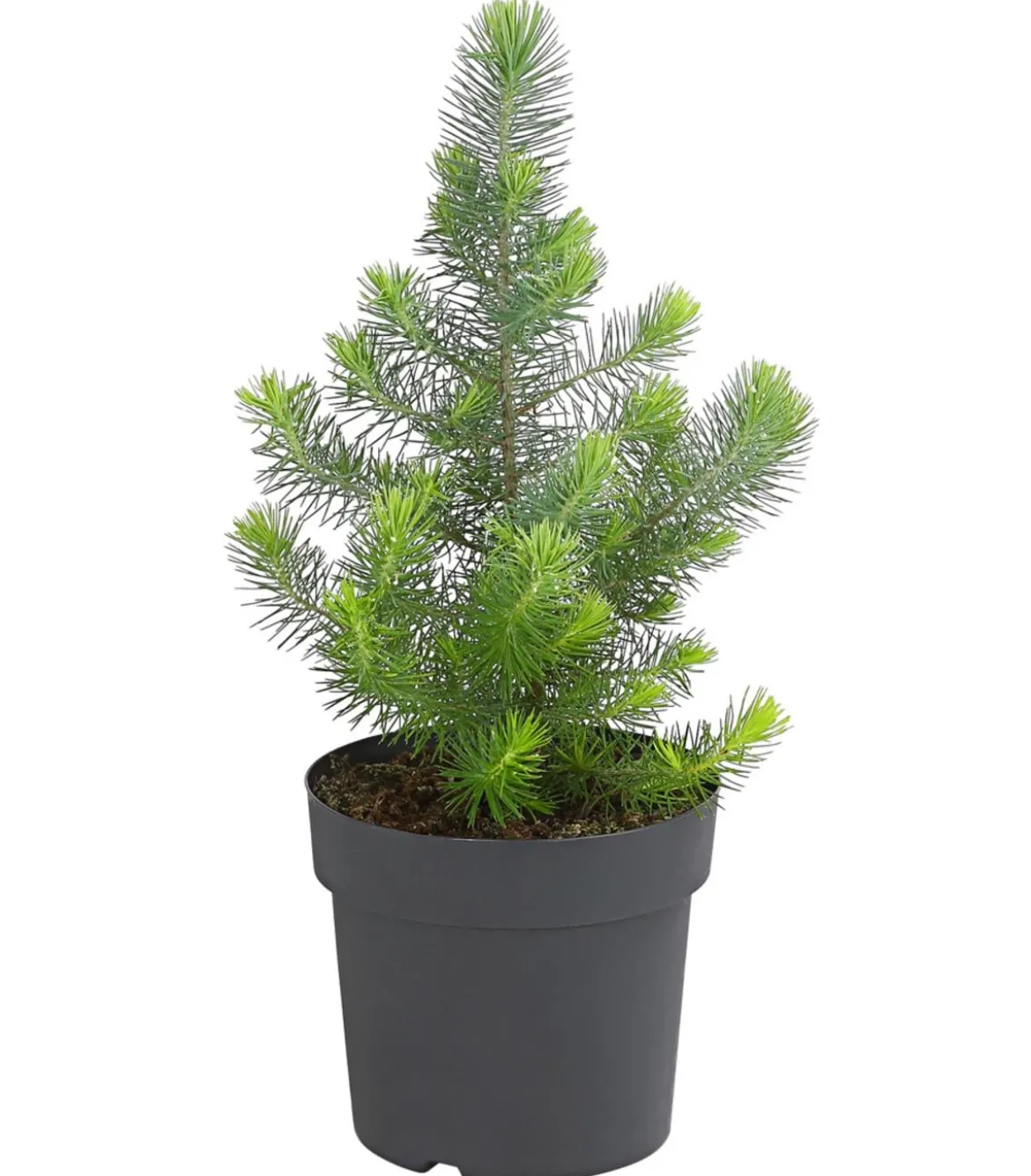 Pinie 'Silver Crest'