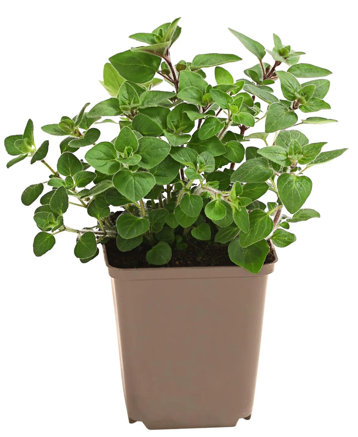 Pizza-Oregano