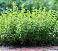 Pizza-Oregano