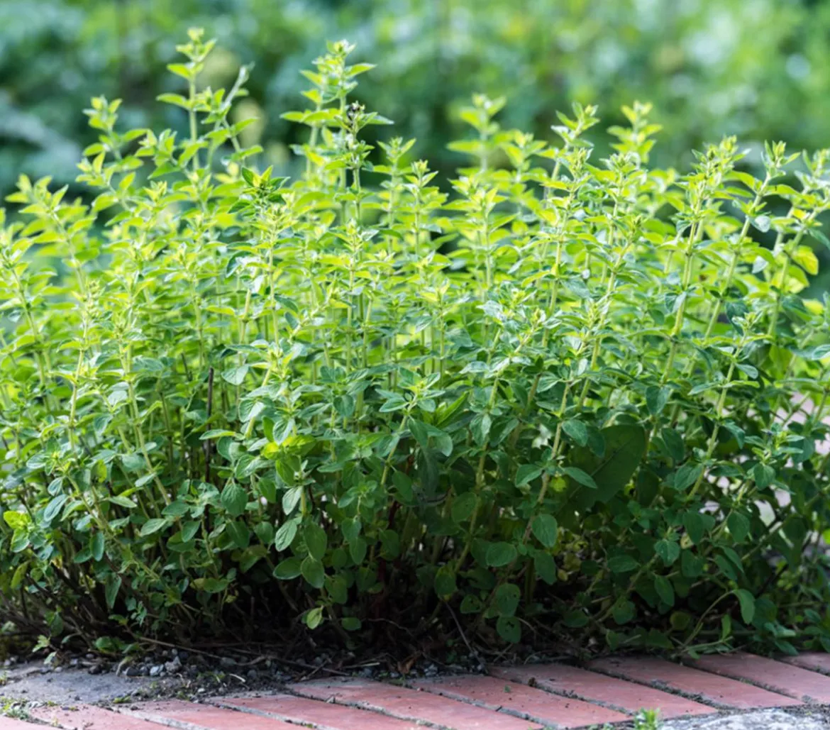 Pizza-Oregano
