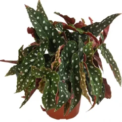 Polka-Dot Begonie - Begonia maculata