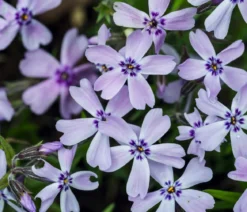 Polster-Phlox, verschiedene Farben