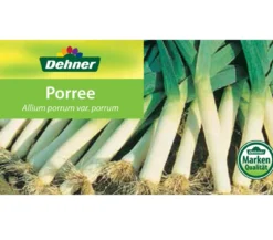 Porree - Lauch, Pflanzschale