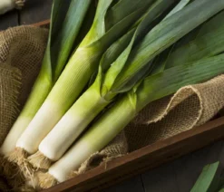Porree - Lauch, Pflanzschale