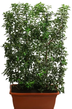 Portugiesischer Kirschlorbeer 'Brenelia', ca. 170 cm