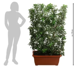 Portugiesischer Kirschlorbeer 'Brenelia', ca. 170 cm