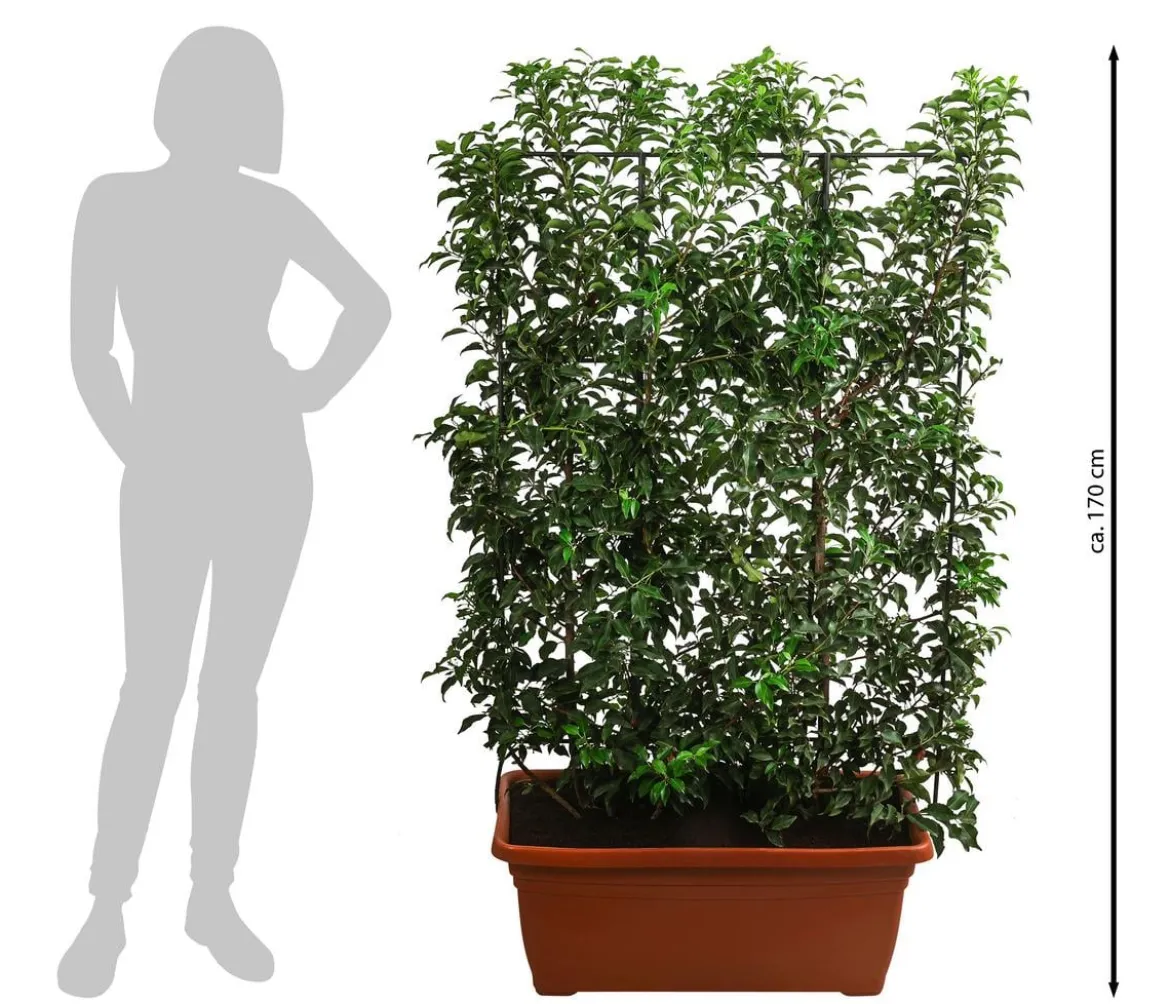 Portugiesischer Kirschlorbeer 'Brenelia', ca. 170 cm