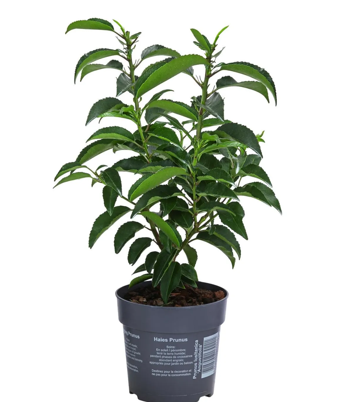 Portugiesischer Kirschlorbeer 'Angustifolia'